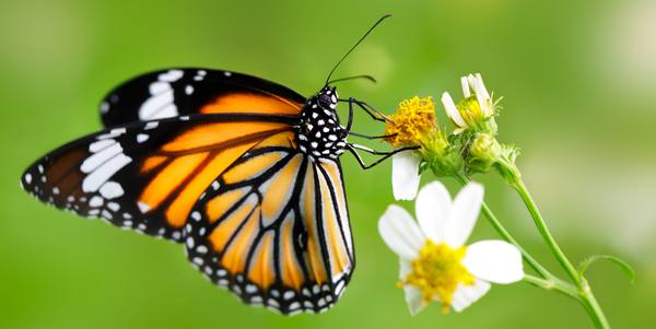 Perché le farfalle vivono poco?