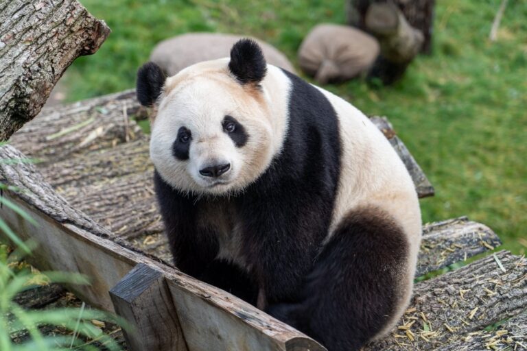 Perché i panda sono bianchi e neri?